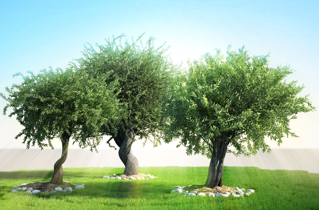 3d olive tree for maya