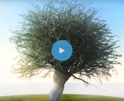 Animated Trees 3D Wind Animation in Maya - Antonio Bosi 3D